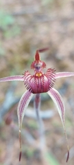 Caladenia reticulata