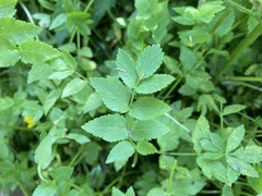 Berula