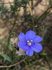 Aristea africana