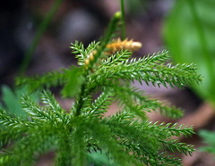 Dendrolycopodium dendroideum