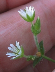 Cerastium fontanum