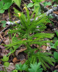 Dendrolycopodium dendroideum