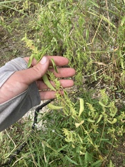 Acalypha neomexicana