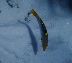 Halichoeres hortulanus