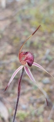 Caladenia reticulata
