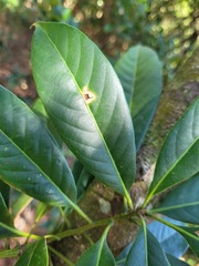 Lithocarpus brevicaudatus