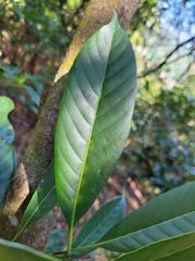 Lithocarpus brevicaudatus