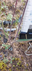 Caladenia reticulata