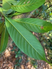 Lithocarpus brevicaudatus