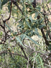 Berberis