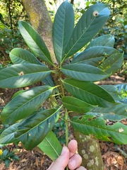 Lithocarpus brevicaudatus