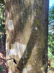 Lithocarpus brevicaudatus