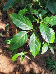 Aidia cochinchinensis