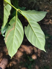 Aidia cochinchinensis