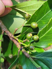 Aidia cochinchinensis