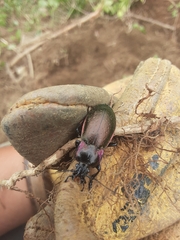 Carabus nemoralis