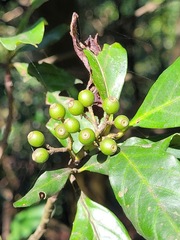 Aidia cochinchinensis