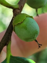 Diospyros morrisiana