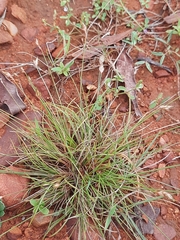 Eleusine indica