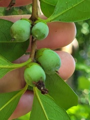 Diospyros morrisiana