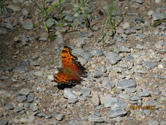 Polygonia progne