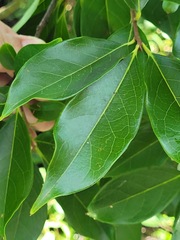 Diospyros morrisiana