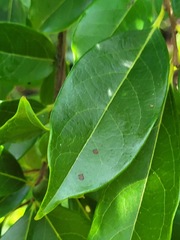 Diospyros morrisiana