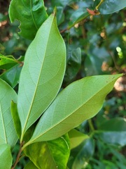 Diospyros morrisiana