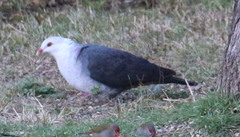 Columba leucomela
