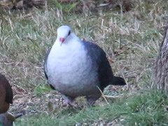 Columba leucomela