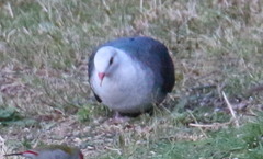 Columba leucomela
