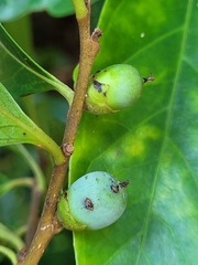 Diospyros morrisiana
