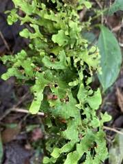 Lobariaceae
