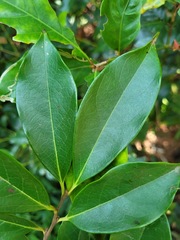 Diospyros morrisiana