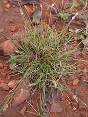 Eleusine indica