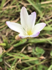 Sparaxis grandiflora