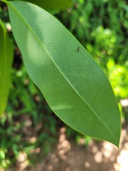 Daphniphyllum oldhami