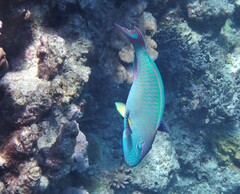 Cetoscarus ocellatus