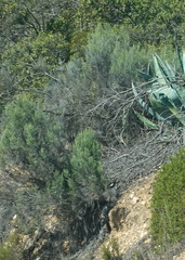 Dicerothamnus rhinocerotis