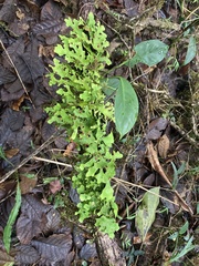 Lobariaceae
