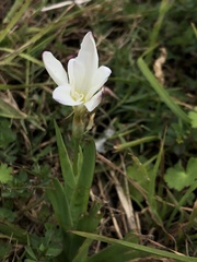 Sparaxis grandiflora