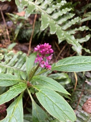 Phytolacca rugosa