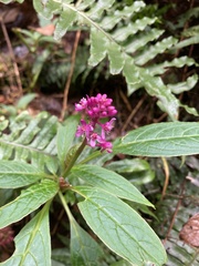 Phytolacca rugosa image