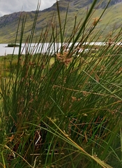 Schoenoplectus lacustris