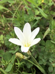 Sparaxis grandiflora