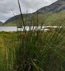 Schoenoplectus lacustris