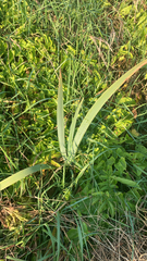 Asparagales