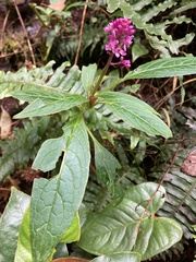 Phytolacca rugosa