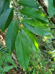 Diospyros morrisiana