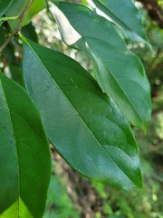 Diospyros morrisiana